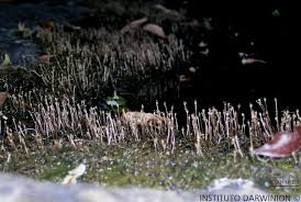 Image result for Tristicha trifaria