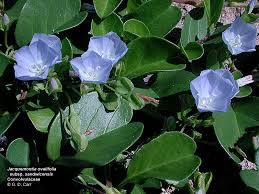 Image result for Jacquemontia