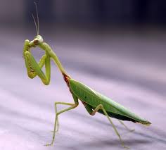 Some of the symbolism and meaning for praying mantis comes from its visual capacities. Mantis Wikipedia