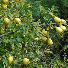 Image result for Dovyalis xanthocarpa