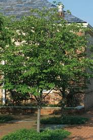 Image result for Amelanchier laevis