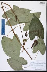 Image result for Dioscorea asteriscus
