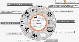 proposed key characteristics of female reproductive