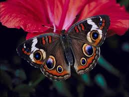 Wallpaper Schmetterlinge Schmetterling Bilder Schmetterling Schmetterlingsbilder