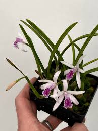 Image result for Chamaeangis