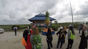 Maybe you would like to learn more about one of these? Malaysian Pineapple Industry Board Aged2malaysia