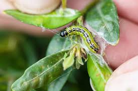 Image result for caterpillar box tree moth inside buxus plant