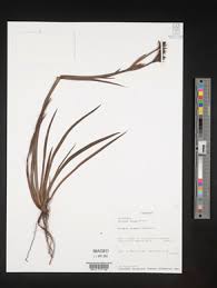 Image result for Aristea angolensis