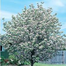 It is the 'wild' apple of europe but can easily be confused with orchard apple trees (malus domestica) that have grown. 12 7 Gallon Pink Klehm S Bechtel Crabapple Flowering Tree In Pot With Soil L7302 Lowes Com Flowering Trees Potted Trees Crabapple Tree