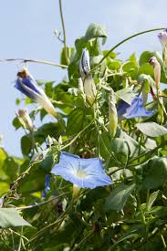 Image result for Ipomoea tricolor