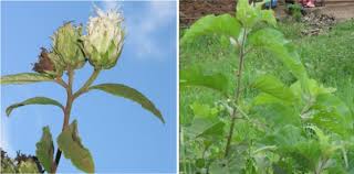 Image result for Vernonia nepetifolia