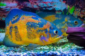 So it's best to keep one oscar or many oscars. The Oscar Fish Care Guide Types Tank Setup Diet And Breeding Etc Aquarium Fishes