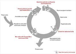 For example vaccines for deadly diseases like polio, rabies, chicken pox, measles and hepatitis b are produced using animal cell culture. How To Do A Proper Cell Culture Quick Check Science Lab Leica Microsystems