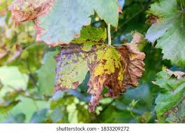 Image result for peronospora grapevine