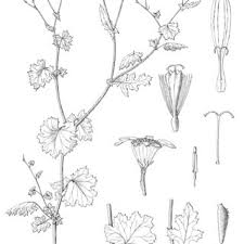 Image result for Emilia subscaposa