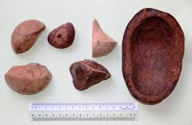 Image result for Xylocarpus