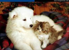 Paylastiginiz Gorselleri Yorumlayin Hayal Gucunuzu Zorlayin Cute Cats And Dogs Cats And Kittens Cute Baby Cats