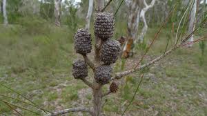 Image result for Casuarina littoralis