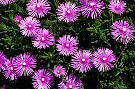 Image result for Lampranthus spp.
