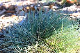 Image result for Festuca chodatiana