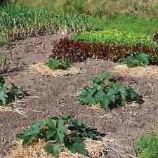 Improve native soil by mixing in several inches of aged compost or other rich organic matter. How To Grow Zucchini Courgette And Enjoy It All Summer Long