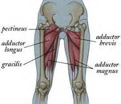 Inner Thigh And Glute Workout Take Control Of My Health And Fitness Yoga Anatomy Yoga Therapy Muscle Anatomy