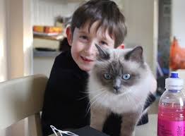 Pin En Cats