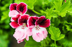 Image result for Pelargonium domesticum round-leaved bushy