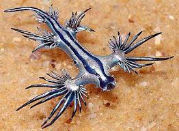We did not find results for: Blue Sea Slug Little Blue Big Sting Sea Slug Blue Sea Slug Glaucus Atlanticus