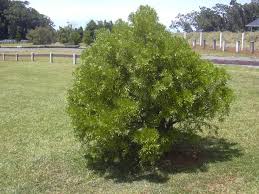 Image result for Afrocarpus falcatus
