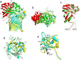 Dynamic Oligopeptide Acquisition By The Ragab Transporter From Porphyromonas Gingivalis Biorxiv Online video downloader by savefrom.net is an excellent service that helps to download online videos or music quickly and free of charge. porphyromonas gingivalis