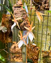 Image result for Aerangis