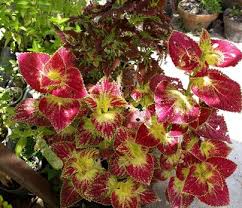 Tanaman hias bunga plumeria terlihat menawan di taman mana pun. 36 Jenis Tanaman Hias Outdoor Lengkap Gambar Penjelasannya