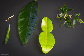 Image result for Rutaceae