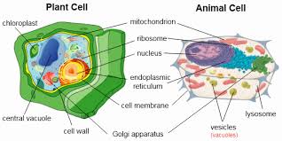 We did not find results for: Cell Structure And Organization Characteristics Of Life All Forms Of Life Share Certain Characteristics Organisms Can Be Classified Into Groups Based On The Similarities And Differences Of These Characteristics The Characteristics Of Living Things Can Be Divided