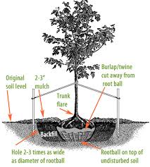 How To Plant A Tree Or Shrub Tree Planting Bushes