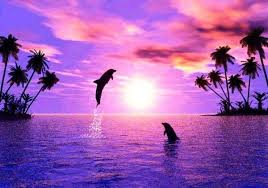 Dauphins Photo Paysage Magnifique Image De Dauphin Dauphin