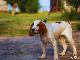 Image result for velššpringršpaněl