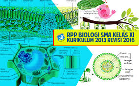 Kumpulan silabus rpp sma berkarakter lainnya download silabus rpp ktsp sma kelas 1 / x 1. Rpp Biologi Sma Kurikulum 2013 Kelas Xi