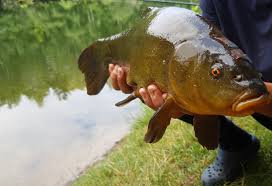Wann beißen die fische am besten? Klub Braunschweiger Fischer E V