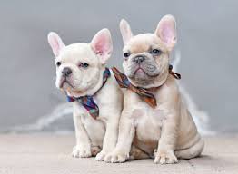 The pups are raised in a loving home and are already well sociali.read more. French Bulldog For Sale French Bulldog Puppies Petclassifieds Com