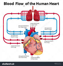 Expert Warnings Box Diagram Of The Heart Blood Flow Through