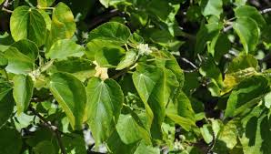 Image result for Dombeya
