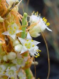 Image result for Cuscuta suaveolens