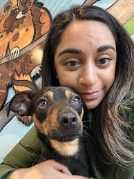 Found dog in San Francisco SoMa area needs foster care or owner