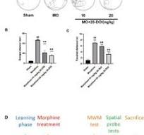 20-Deoxyingenol (20-DOI) treatment inhibits morphine-induced ...