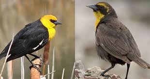 Black And White Bird With Yellow Breast 404 Category Not Found Minnesota Birds Black Bird Common Birds
