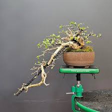 Image result for Premna mooiensis