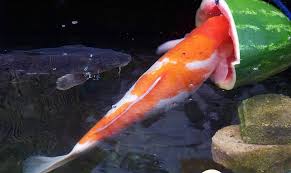 Kumpulan Jenis Pakan Ikan Koi Alami Untuk Warna Jual Ikan Koi Kualitas Juara Harga Ikan Koi Paling Murah