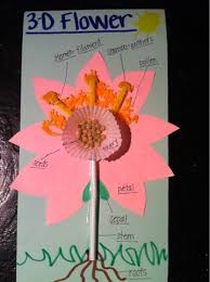 Http Sumupmath Blogspot Com 2013 01 3 D Flower Html Parts Of A Flower Preschool Science Plant Science
